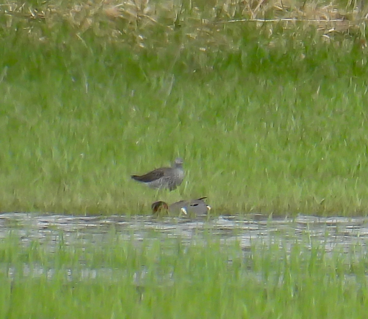 Green-winged Teal - ML617851197