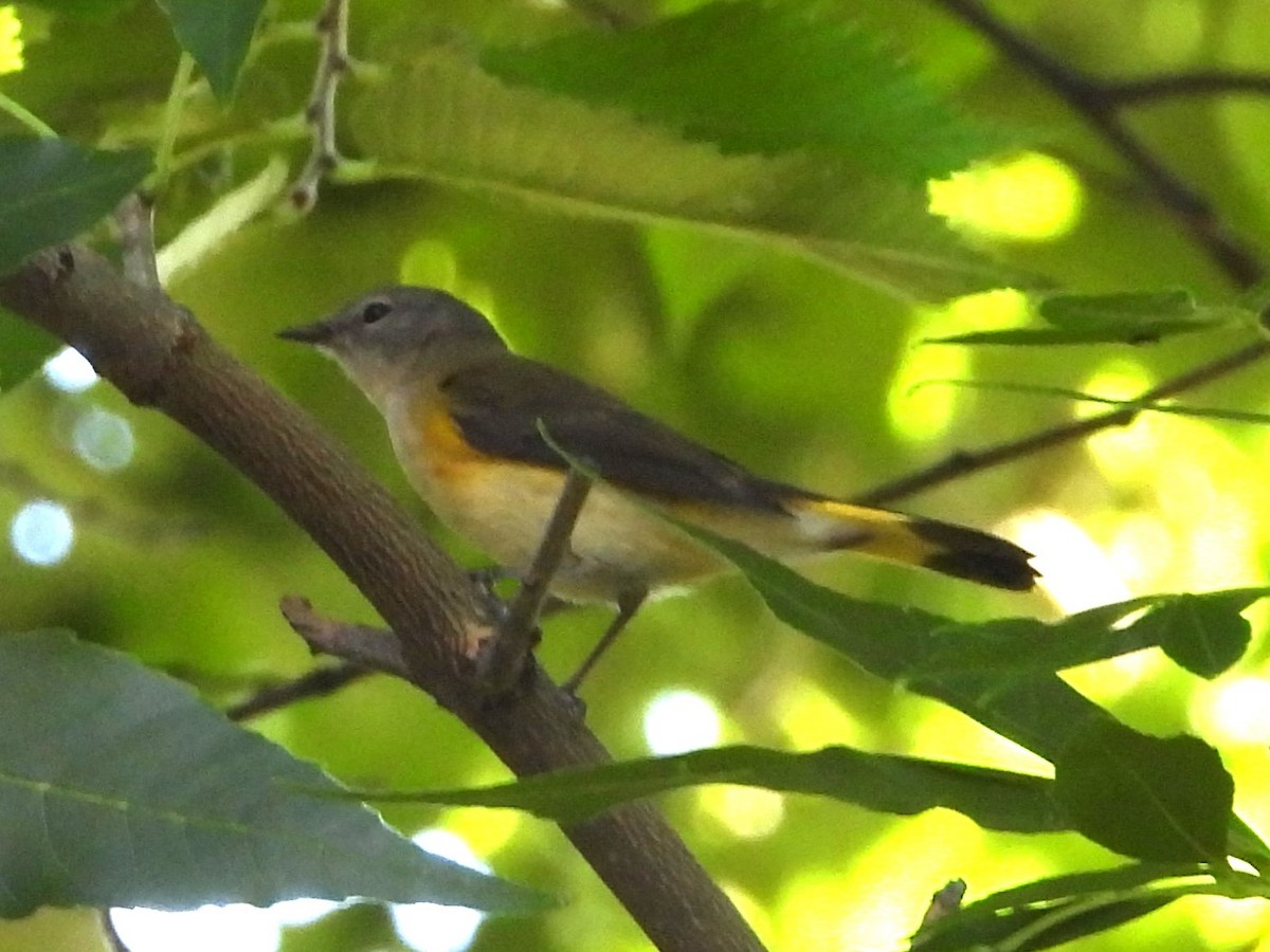 American Redstart - Nick Komar