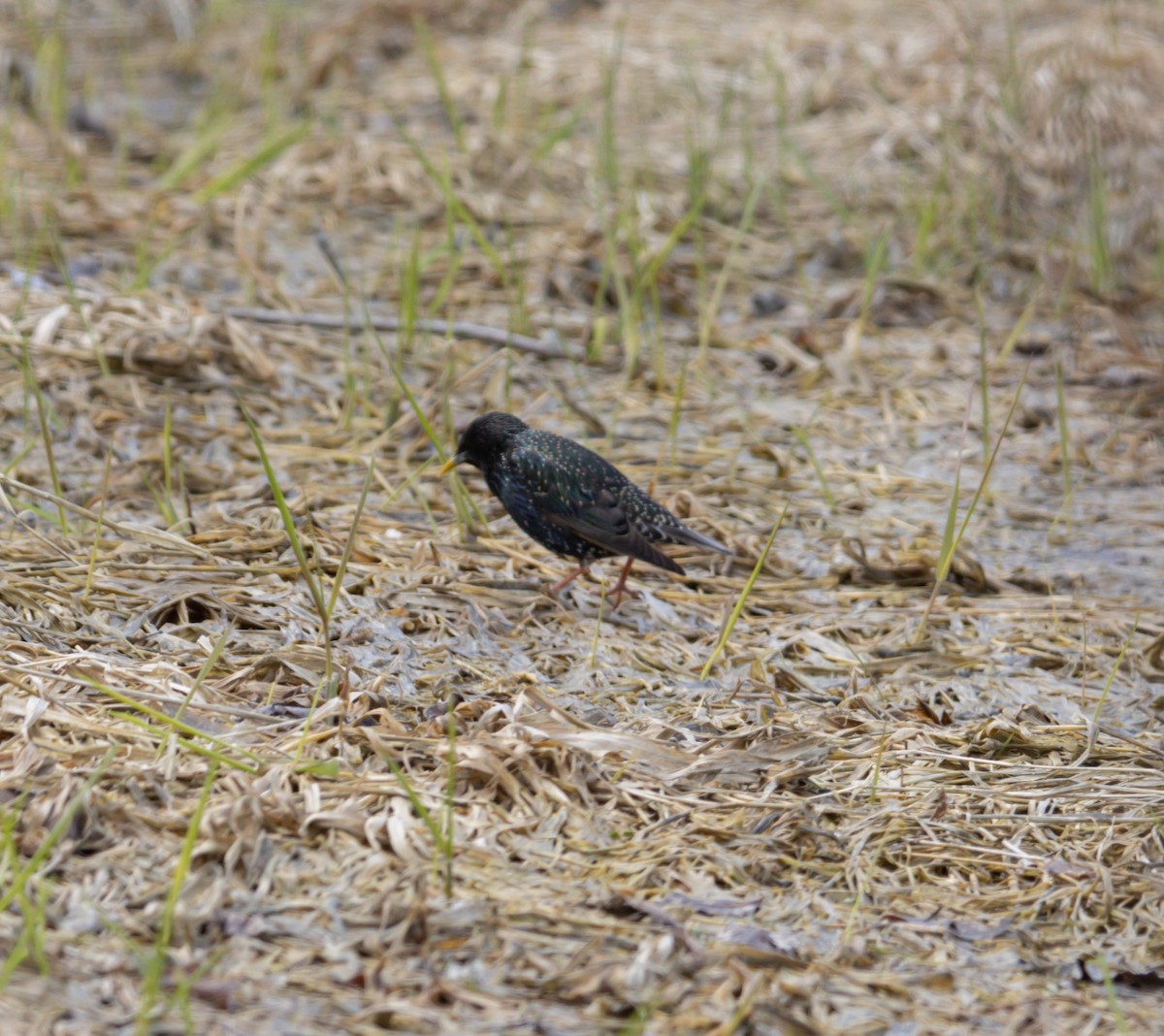 European Starling - ML617851272