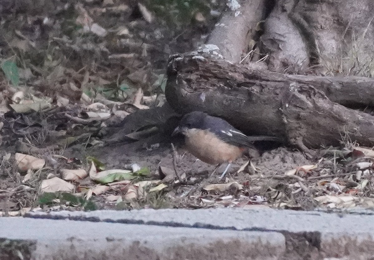 Southern Boubou - Sarah Foote