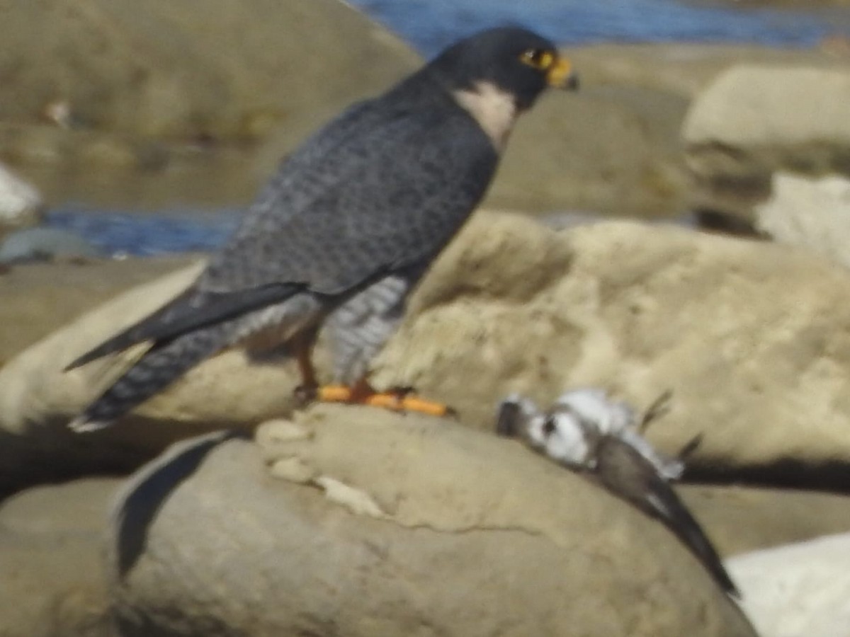 Peregrine Falcon - ML617851304