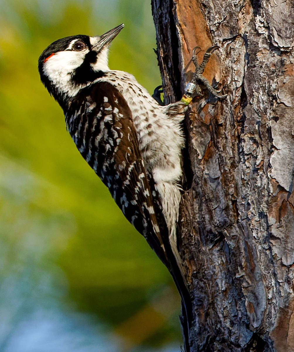 Red-cockaded Woodpecker - ML617851311