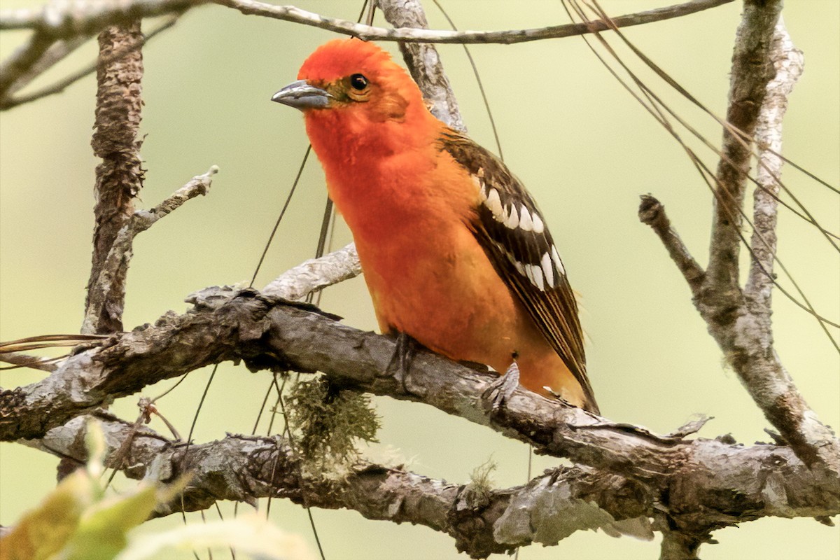 Flame-colored Tanager - Scott Young