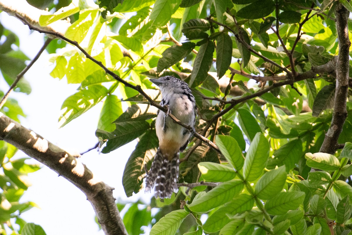 Spot-backed Antshrike - John C. Mittermeier