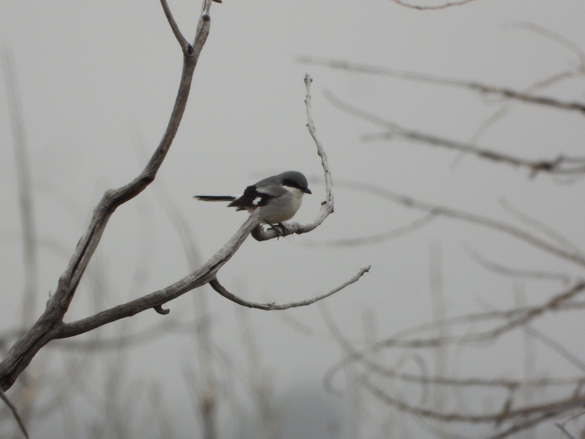 Loggerhead Shrike - Cole Sage