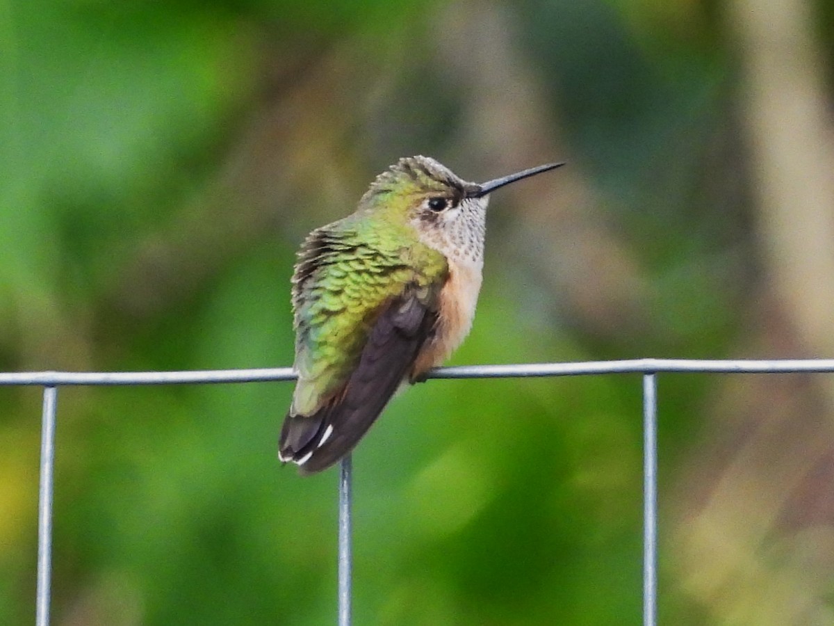 Calliope Hummingbird - Nick Komar