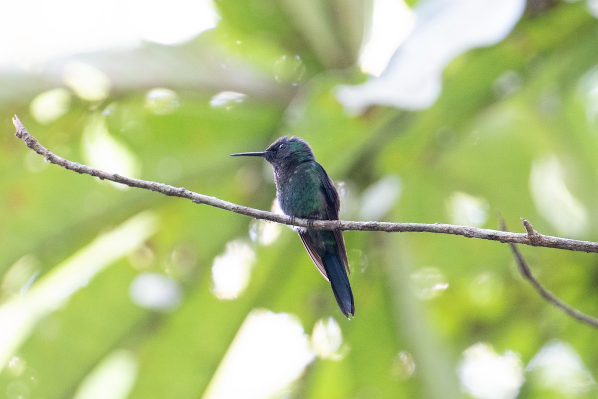 Violet-capped Woodnymph - John C. Mittermeier