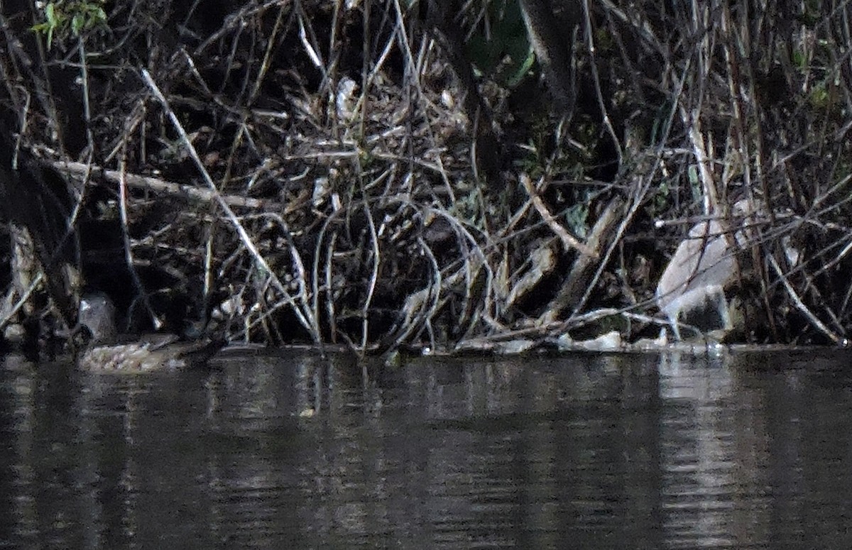 Wood Duck - ML617851487