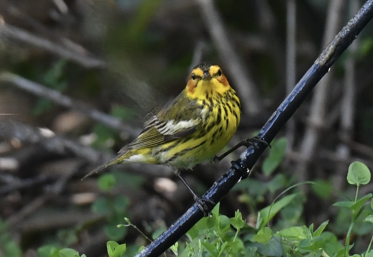 Cape May Warbler - Ana Arauz