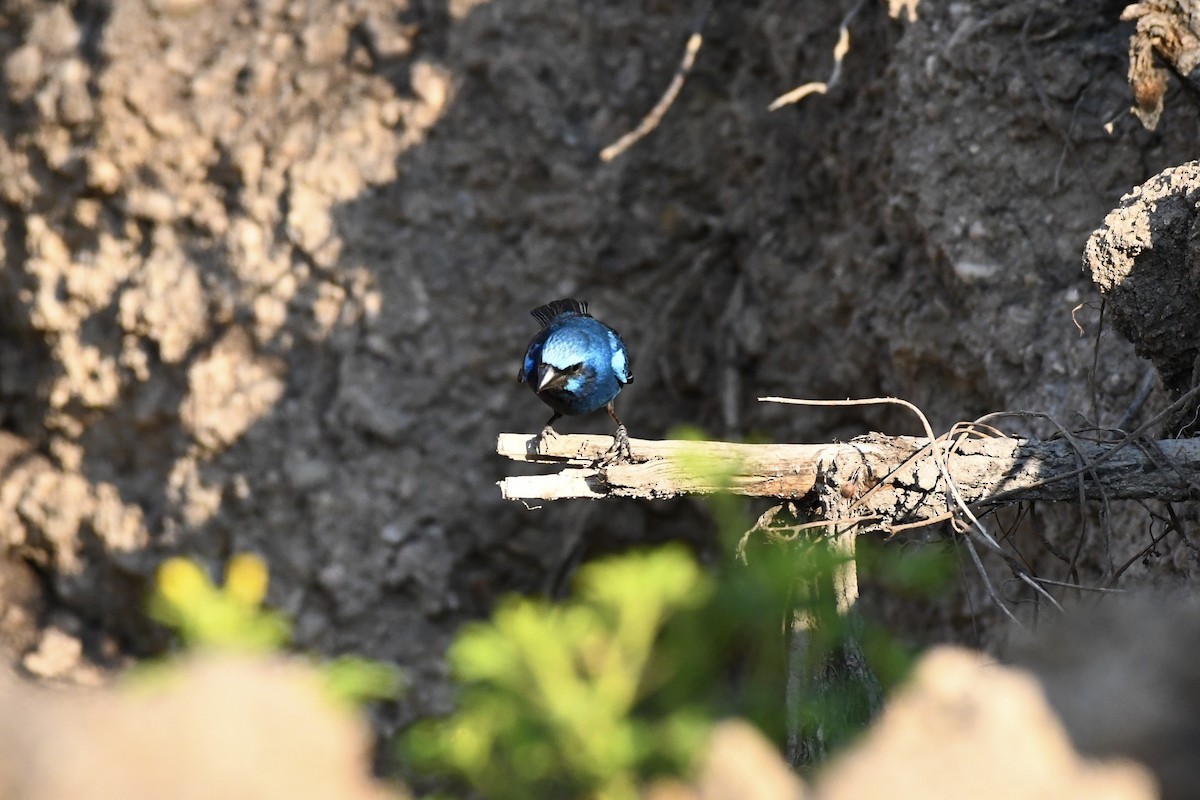 Blue Bunting - L.Vidal Prado Paniagua