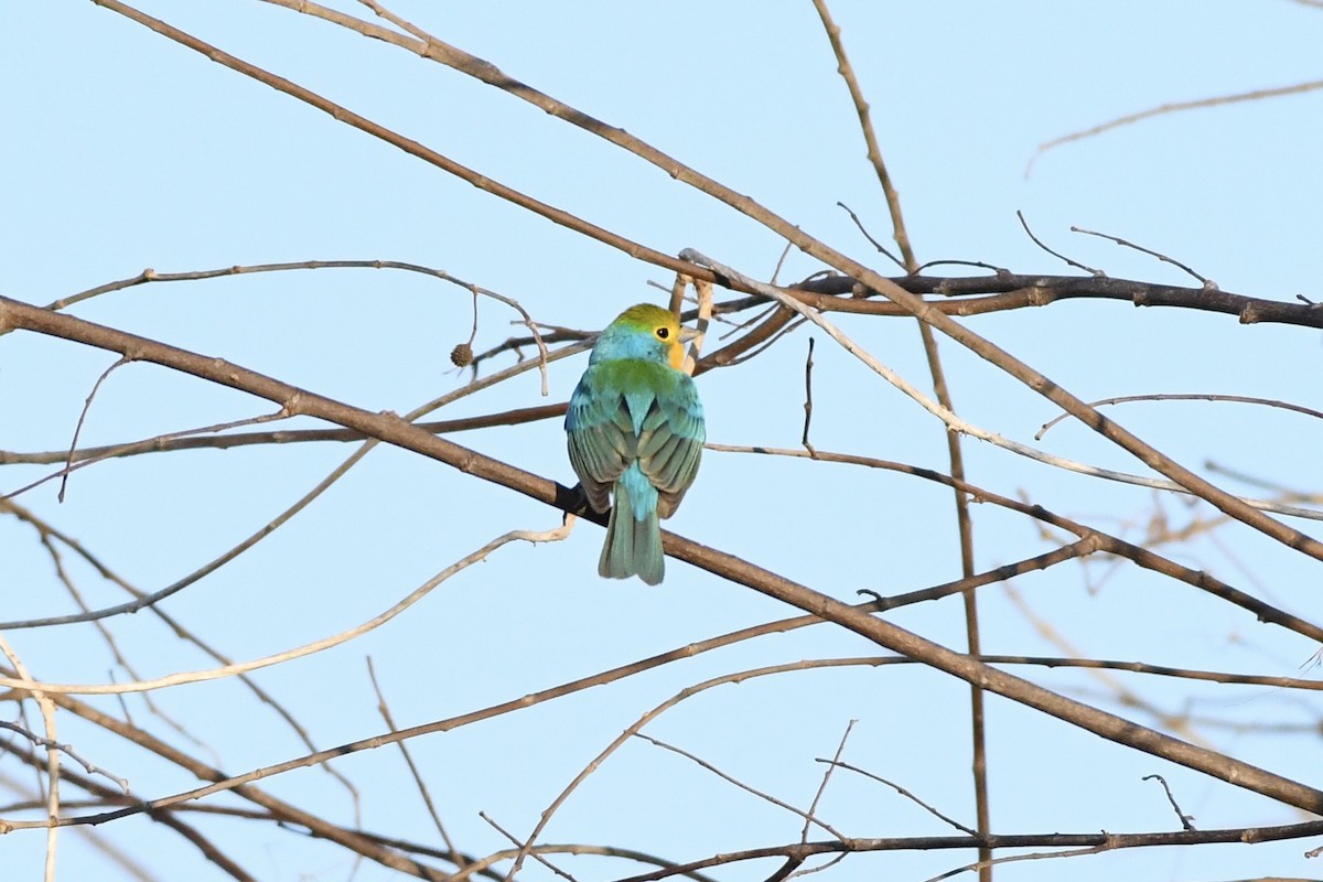 Orange-breasted Bunting - L.Vidal Prado Paniagua