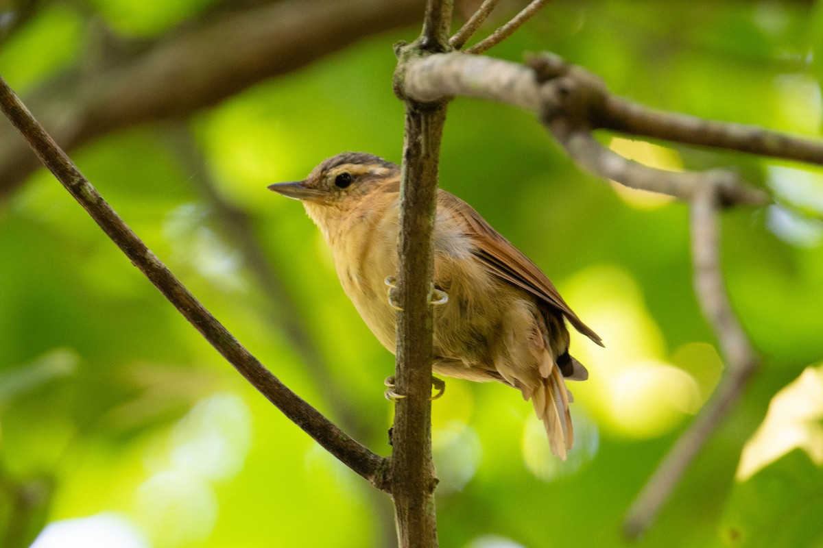 Ochre-breasted Foliage-gleaner - ML617851605