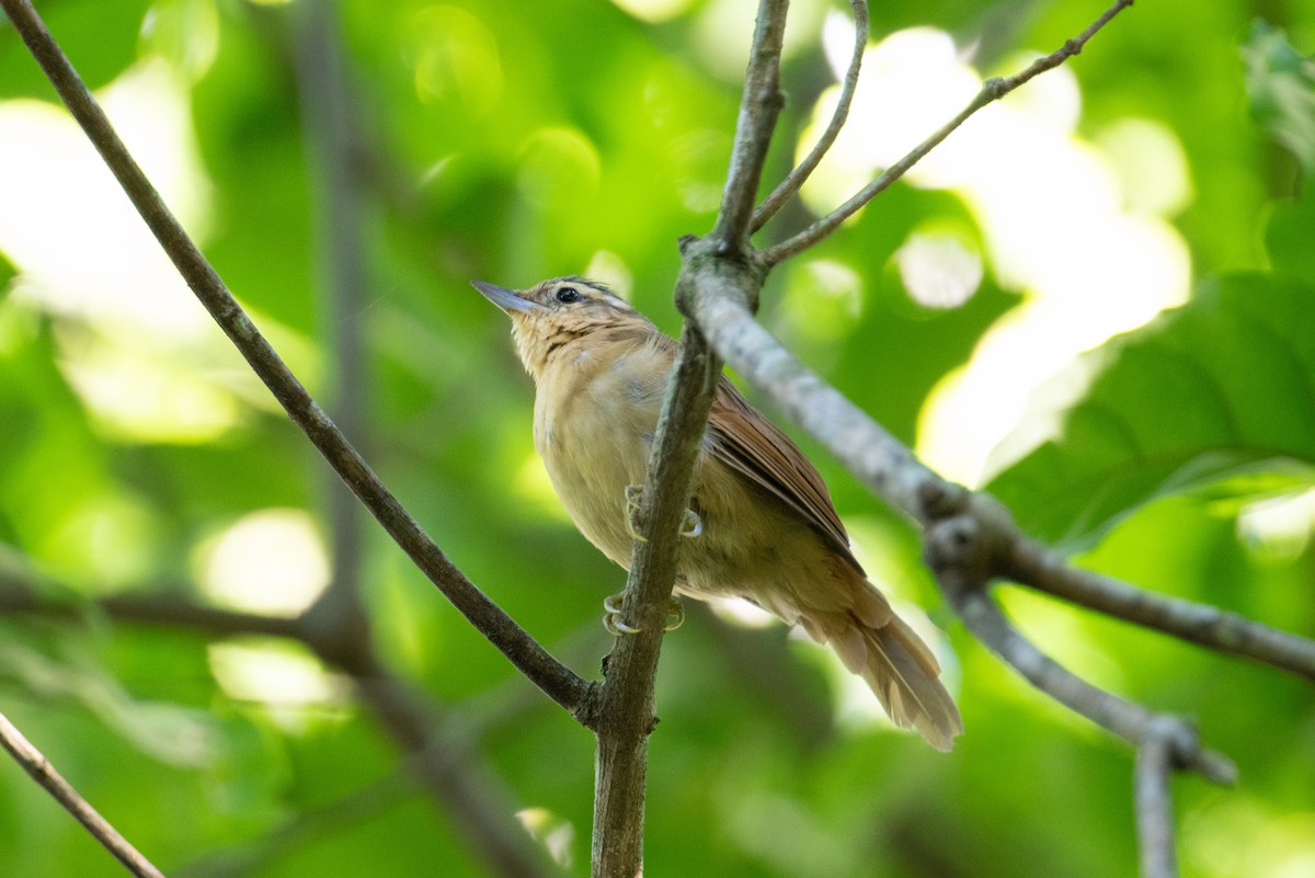 Ochre-breasted Foliage-gleaner - ML617851607