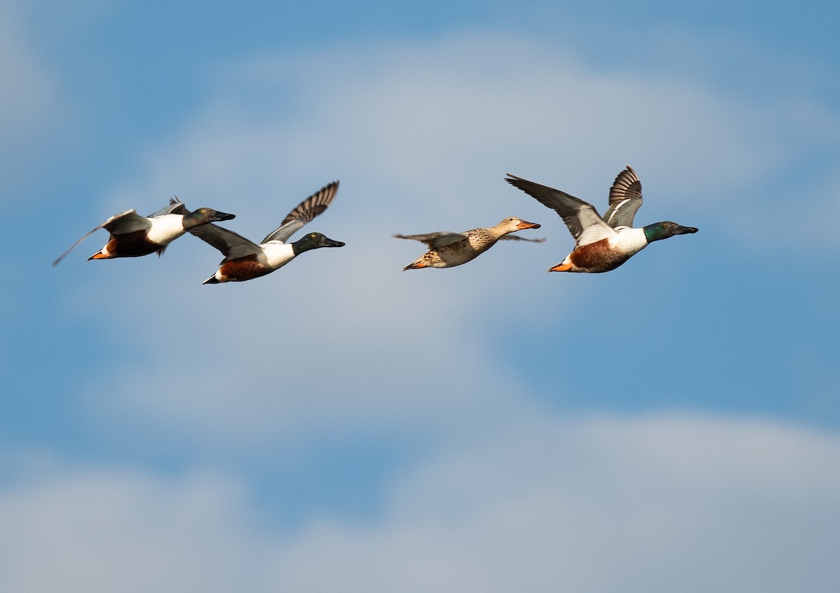 Northern Shoveler - ML617851638