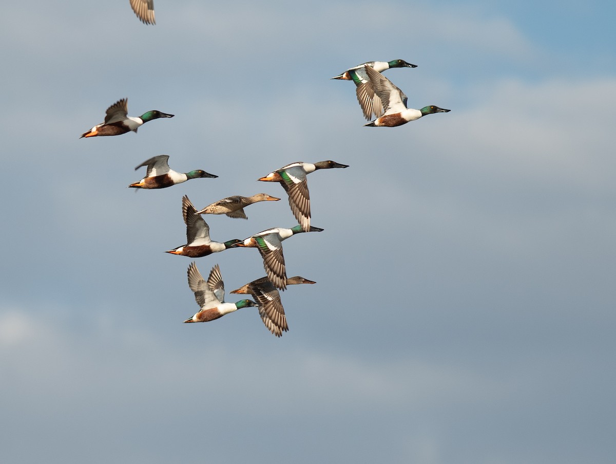 Northern Shoveler - ML617851639