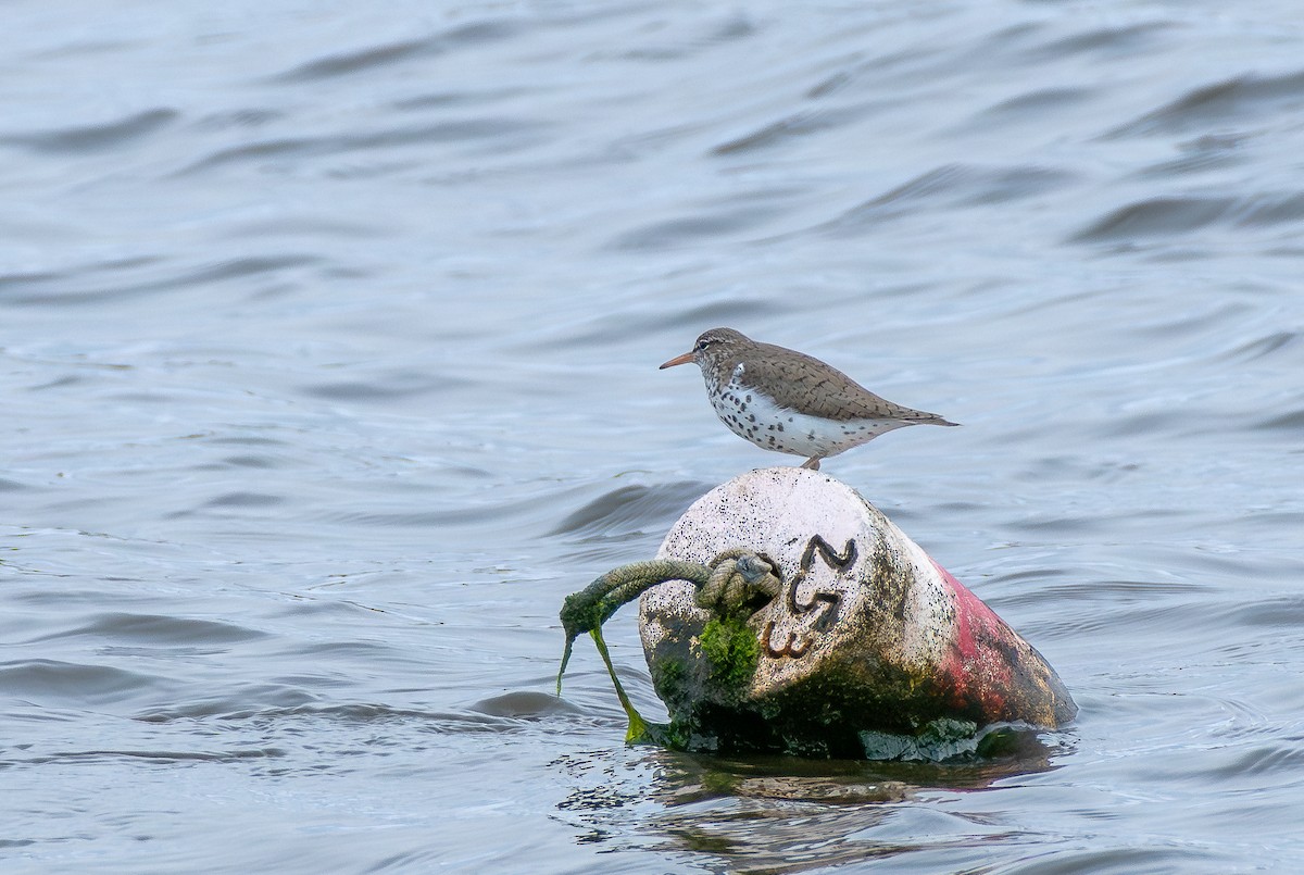 Spotted Sandpiper - ML617851643