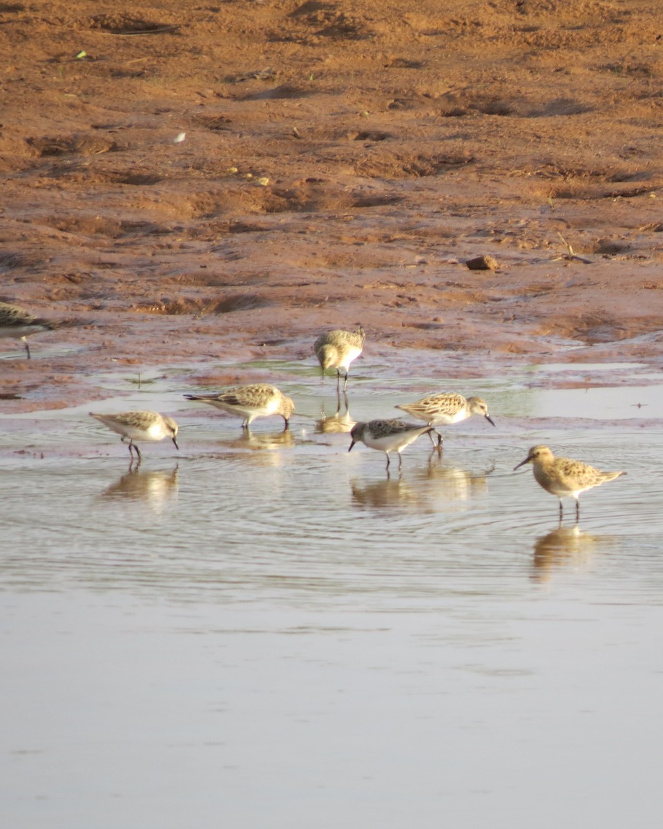 Baird's Sandpiper - Rod Lusey