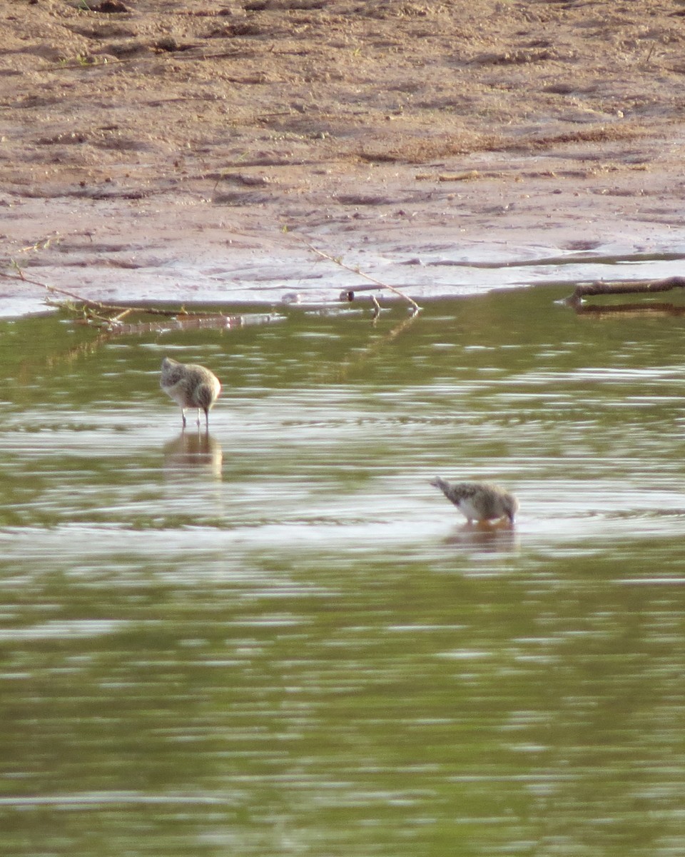 Baird's Sandpiper - Rod Lusey