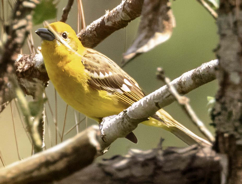 Flame-colored Tanager - Scott Young