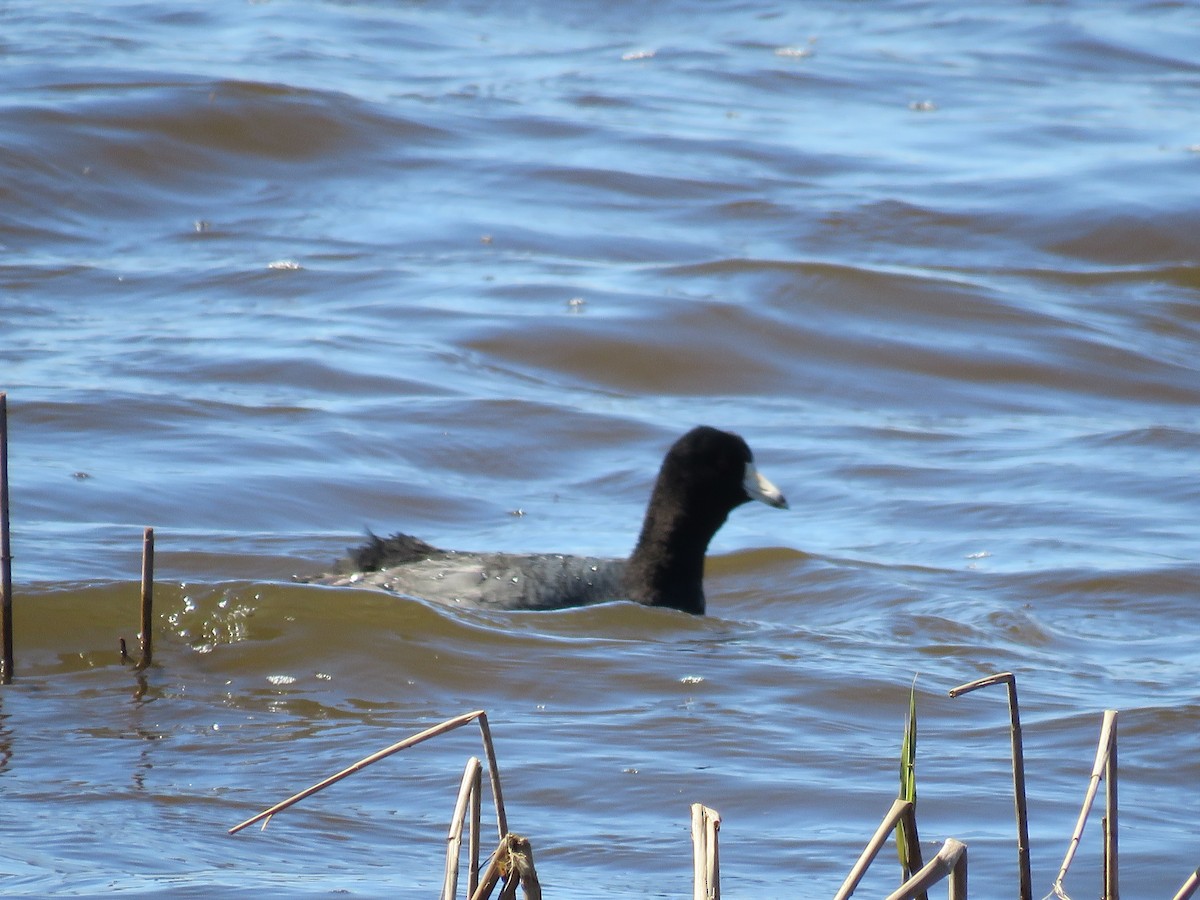 American Coot - ML617851732