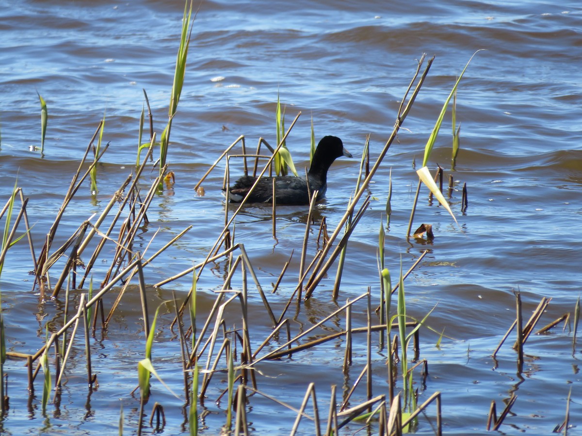 American Coot - ML617851733