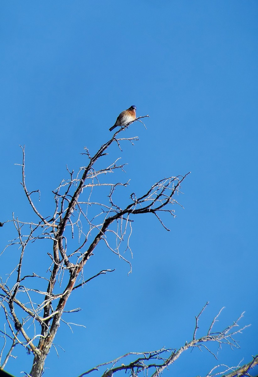 Eastern Bluebird - Michelle Desrosiers