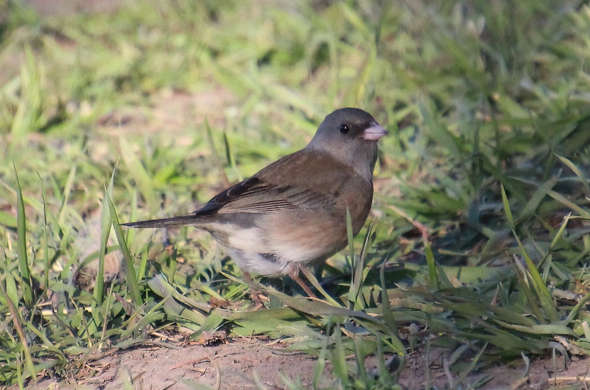 Dark-eyed Junco - ML617851737