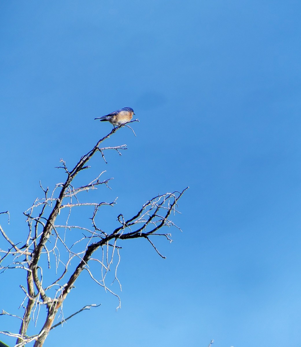 Eastern Bluebird - Michelle Desrosiers