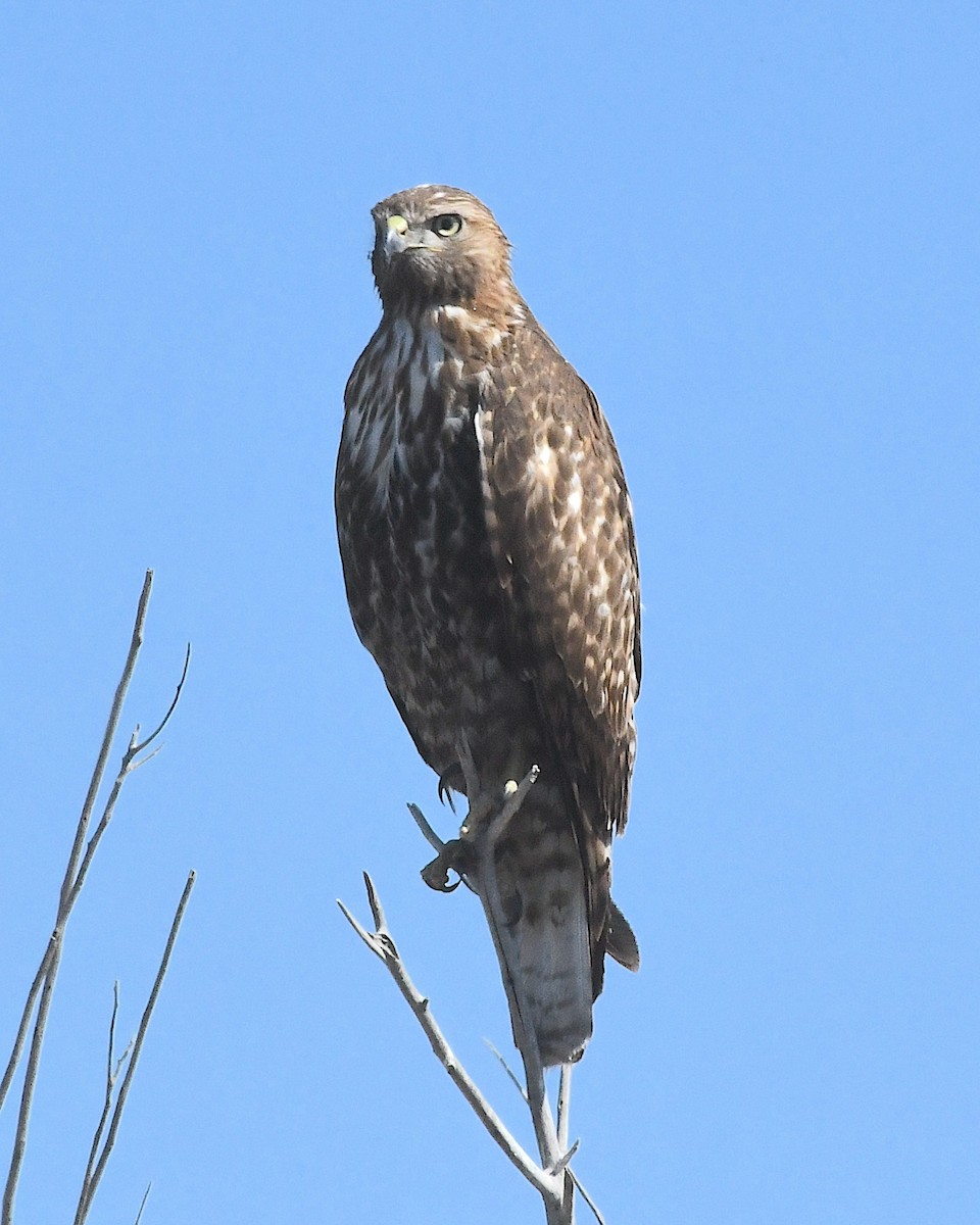 Red-tailed Hawk - ML617851740