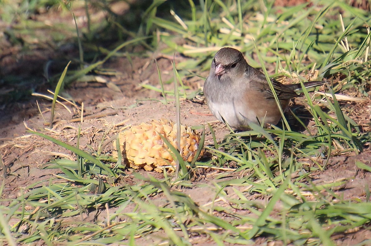 Dark-eyed Junco - ML617851747