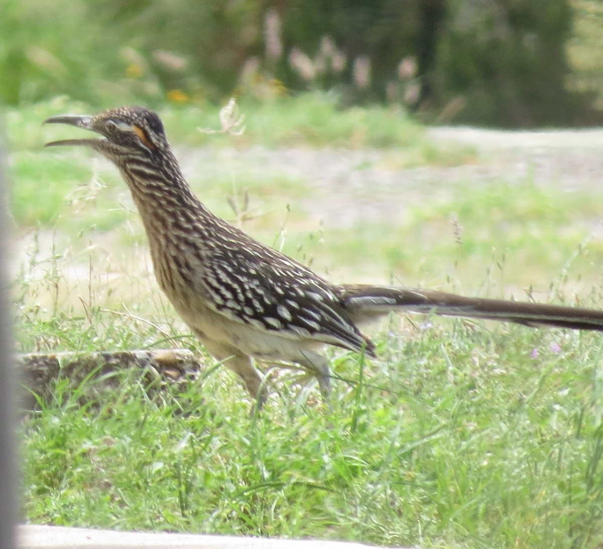 Greater Roadrunner - ML617851775