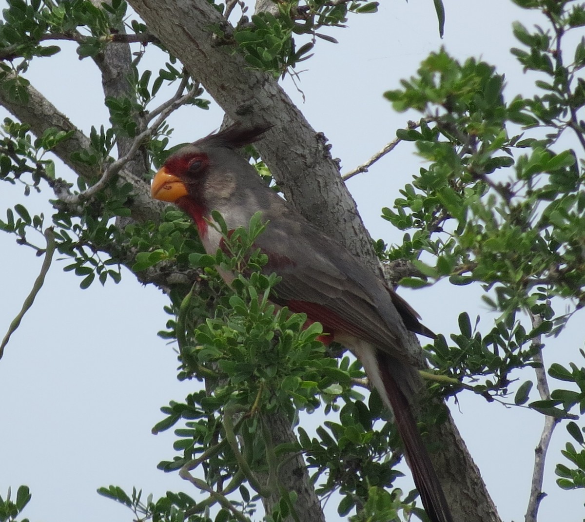 Cardinal pyrrhuloxia - ML617851794