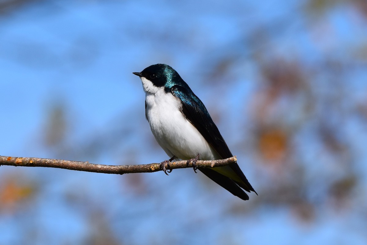 Tree Swallow - Stan Kozakowski