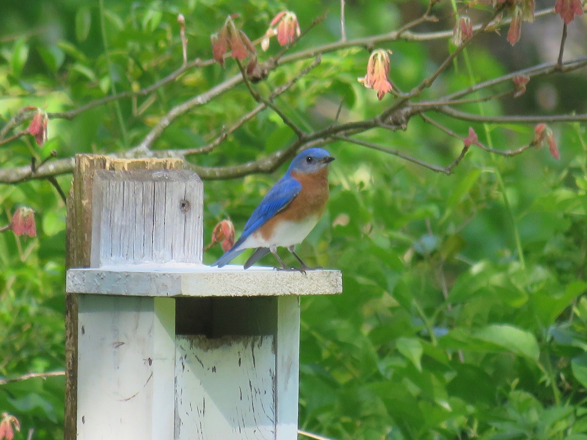 Eastern Bluebird - ML617851875