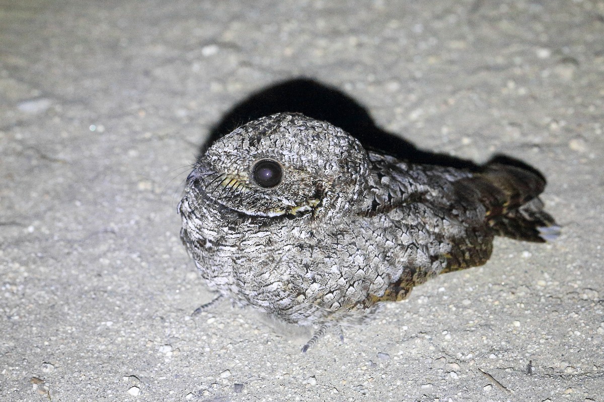 Common Poorwill - ML617851889