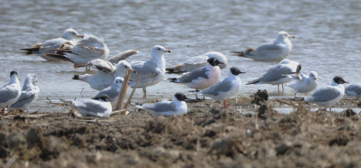 Mouette de Franklin - ML617851921