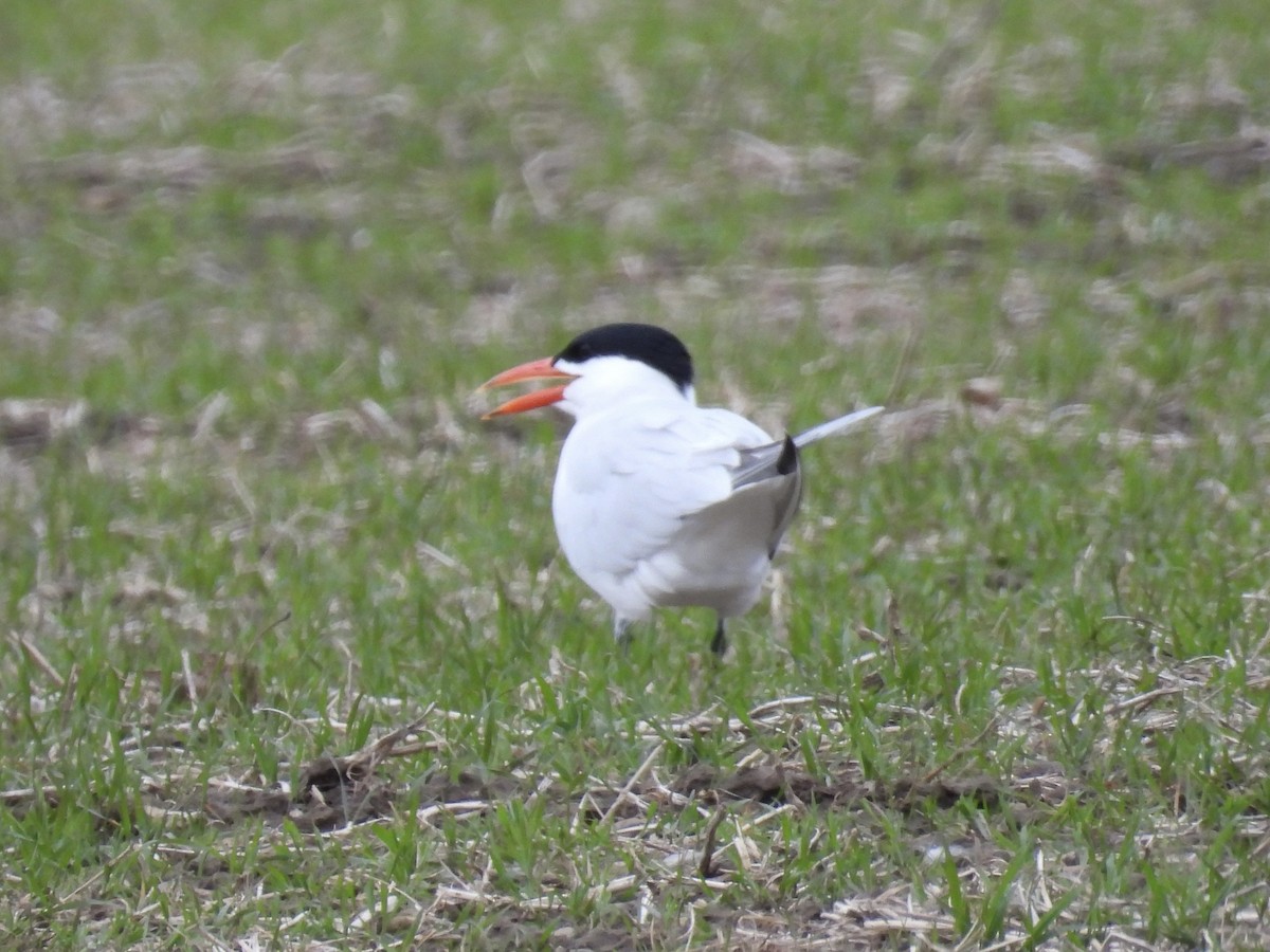 Caspian Tern - ML617851937