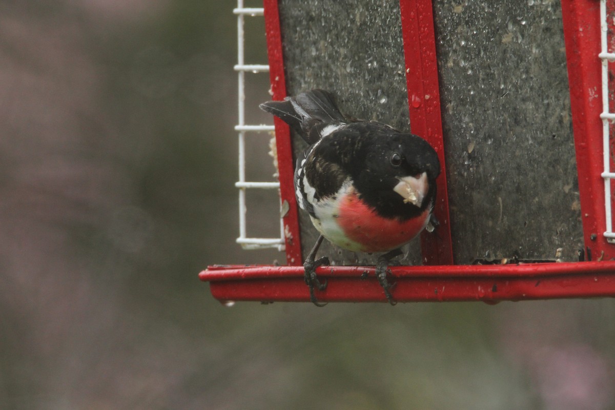 Cardinal à poitrine rose - ML617851946