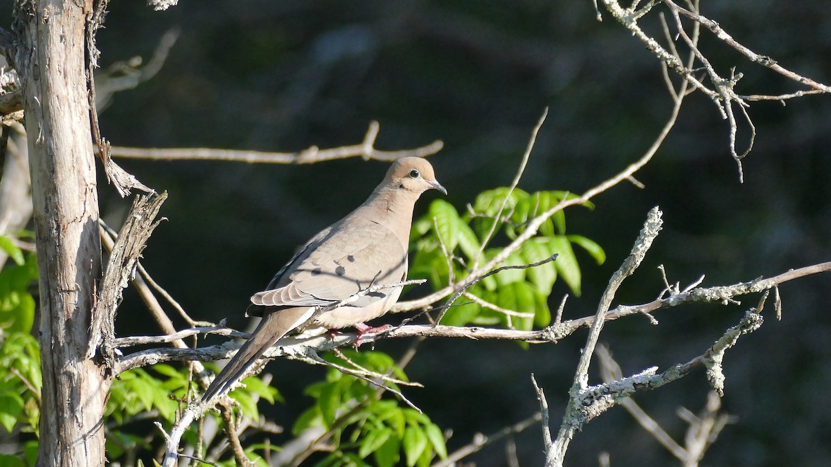 Mourning Dove - ML617851947