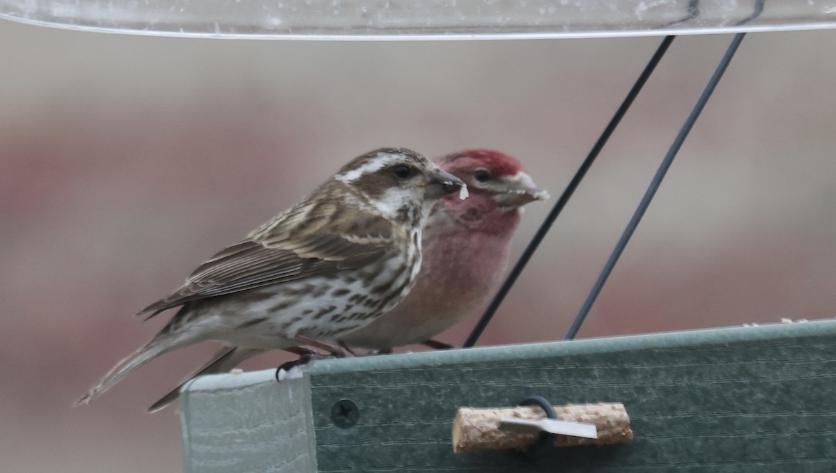 Purple/Cassin's Finch - Patricia Barry