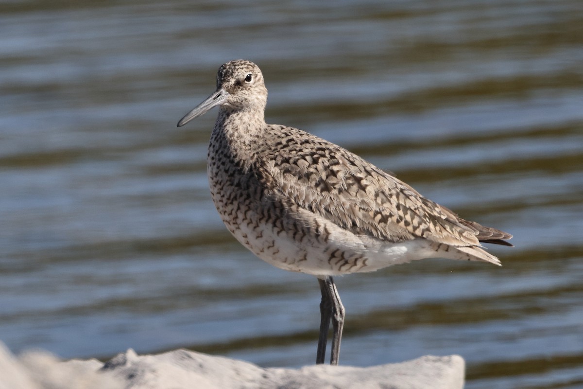 Willet - ML617851973