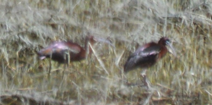 White-faced Ibis - ML617851978