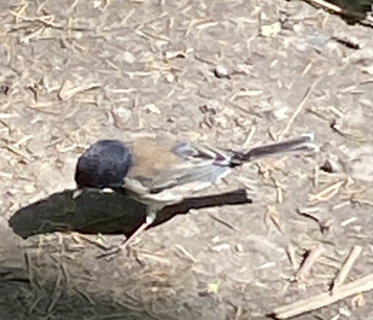 Dark-eyed Junco - Andy Frank