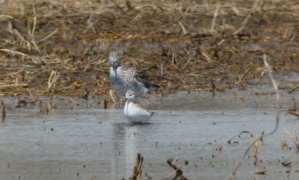 Phalarope de Wilson - ML617851998