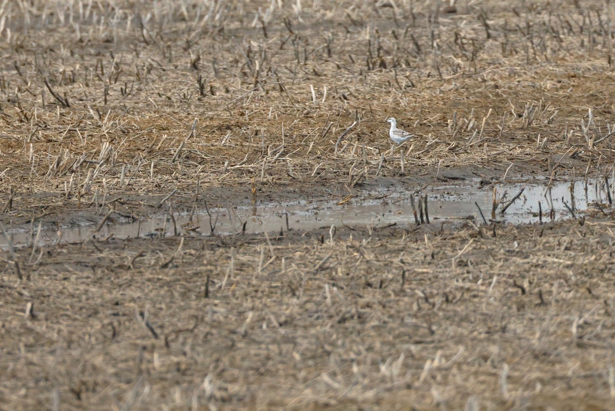 Wilson's Phalarope - ML617852013