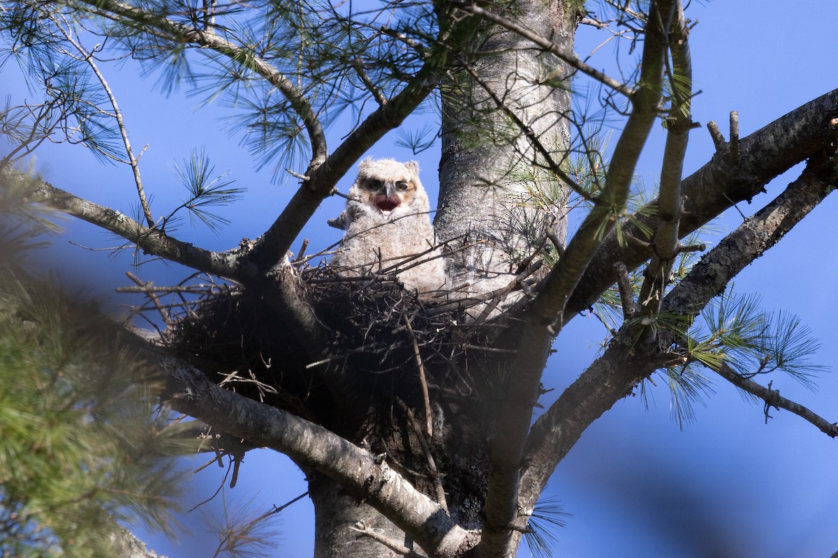 Great Horned Owl - ML617852016