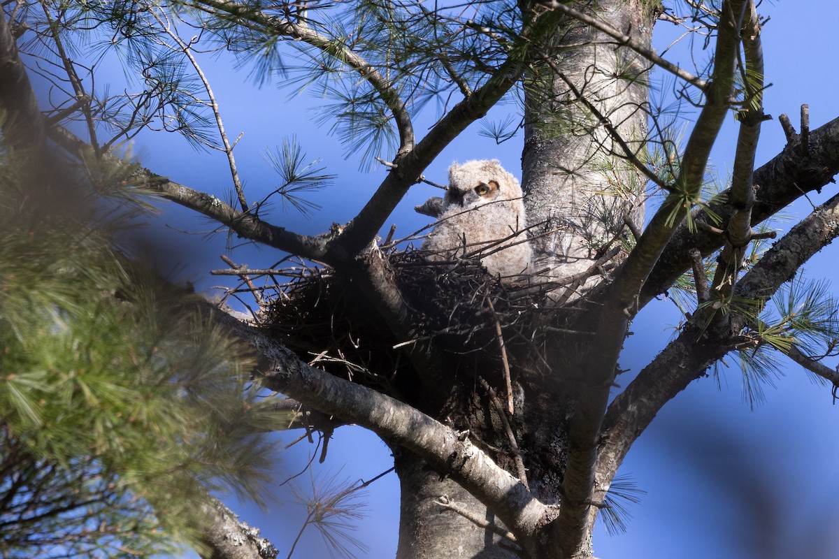 Great Horned Owl - Lewis Holmes