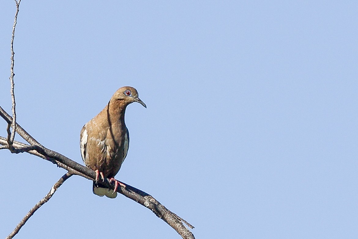 White-winged Dove - ML617852030