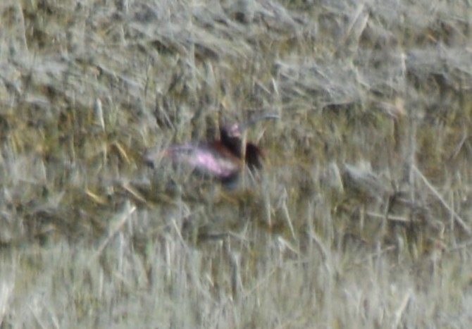 White-faced Ibis - ML617852037