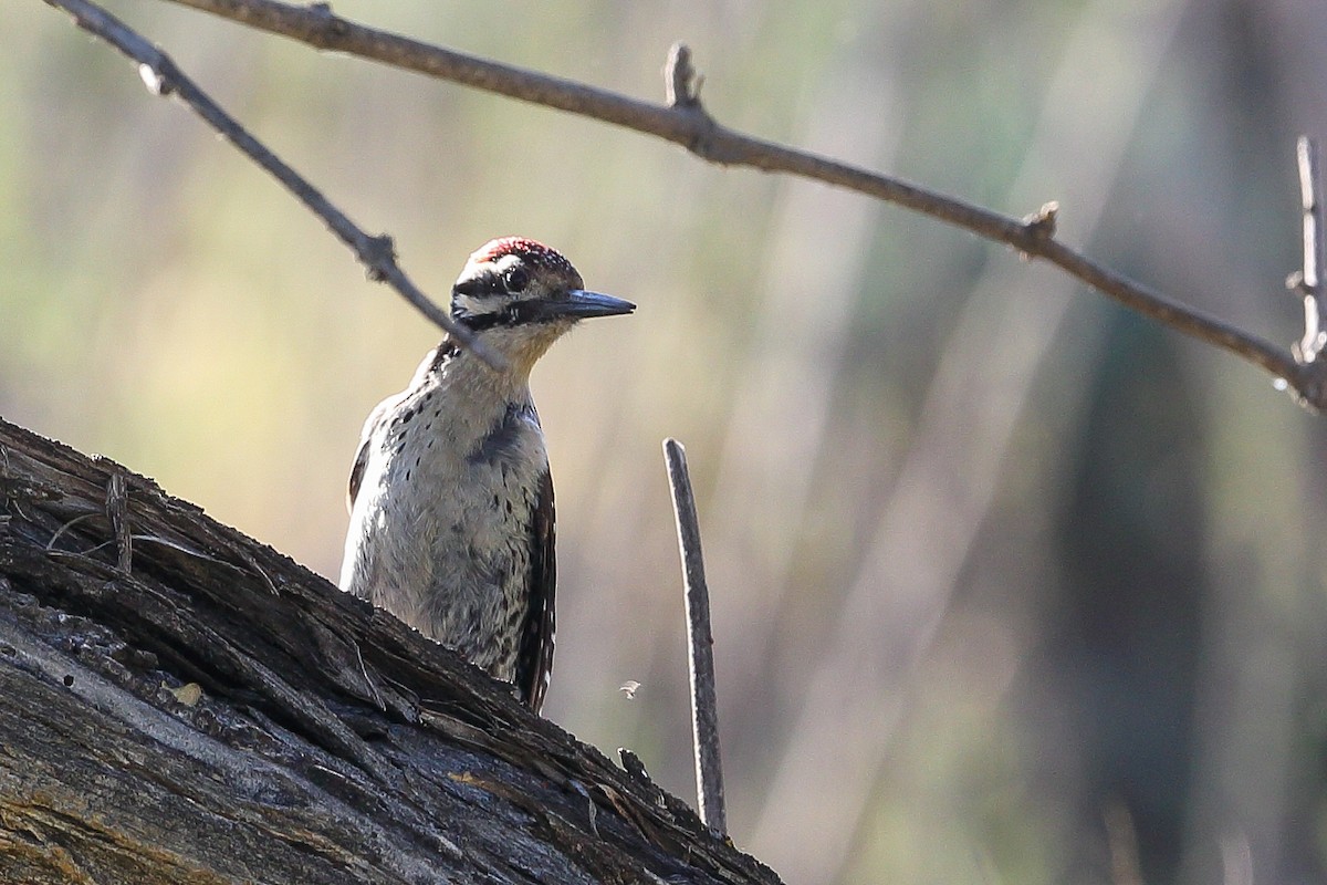 Ladder-backed Woodpecker - Gerardo Marrón